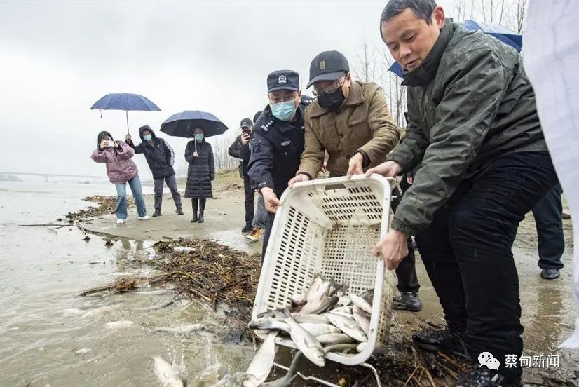非法捕鱼人员主动自购鱼苗投放汉江