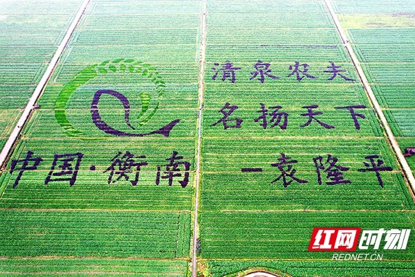 衡南：“清泉农夫”美名扬 创意油菜“写字忙”