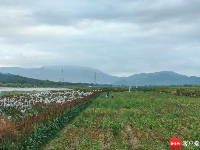 高科技打造智慧农田 三亚南繁种业探路CRO模式