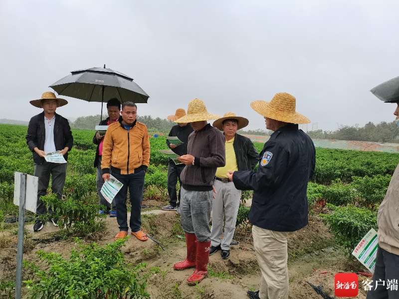 三亚农技专家走进田间地头指导农户为瓜菜防寒
