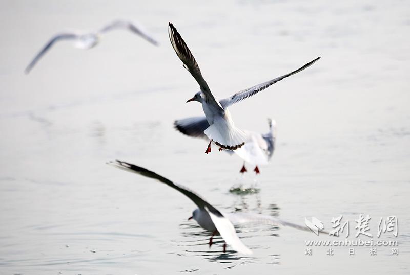 成群红嘴鸥在汉江江面翱翔 吸引市民观赏拍照