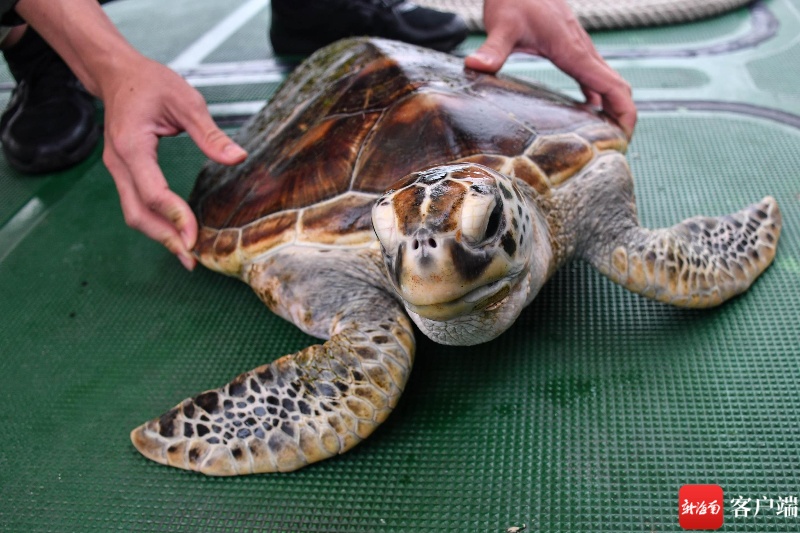 椰视频 | 濒危物种绿海龟在三亚湾落单 多方合力救助