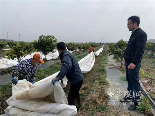 武大毕业生农村5年种柑橘 今年要在武汉开50家直营店