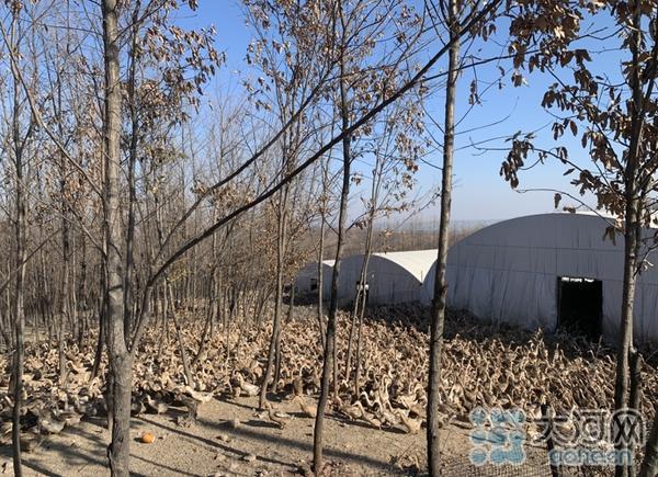 村集体增收20万元 鲁山县林楼村10万只蛋鸭实现“生态化”养殖