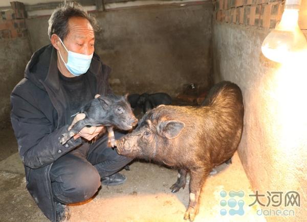 猪食里面添加中草药！鲁山县老林村的“藏香猪”健康味美受欢迎