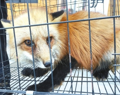 保护动物误入农家找食 这次是红尾巴的小赤狐
