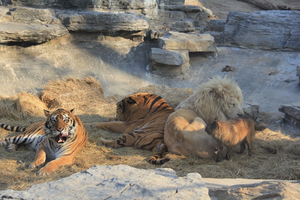 “小狗撵着狮子、老虎跑”，它不怕被吃掉？野生动物园回应