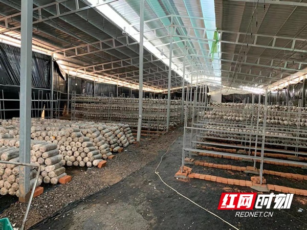 双牌上梧江瑶族乡：蘑菇产业激发乡村振兴活力