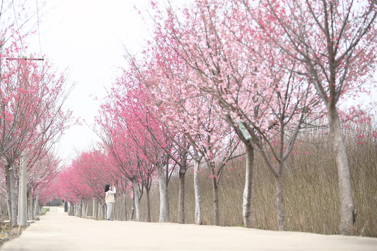武汉新洲区：好大一片樱花开了
