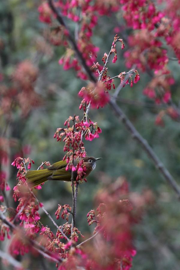 龟山公园樱花绽放鸟纷飞