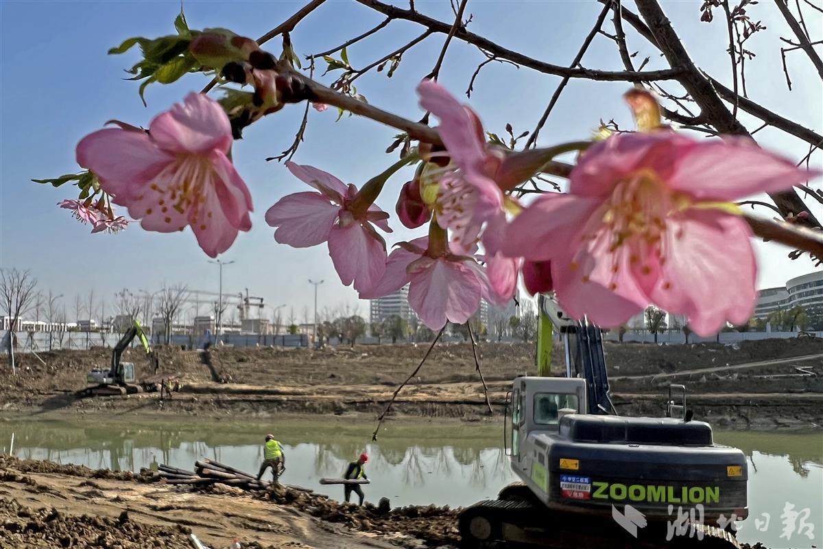 1580棵，静待开花儿~ 武汉将现一条樱花溪