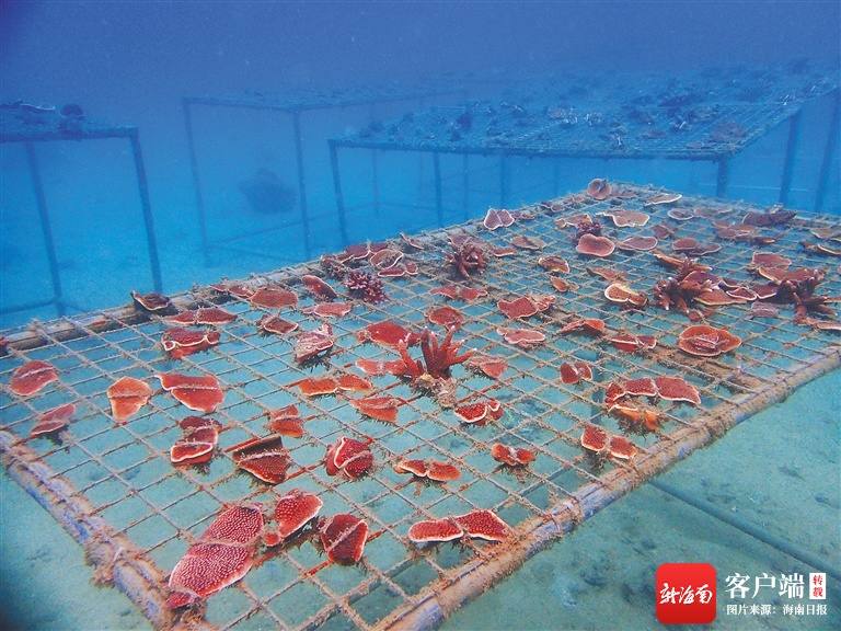 万宁乌场一级渔港项目为打造“环保渔港”移植保护珊瑚5102株