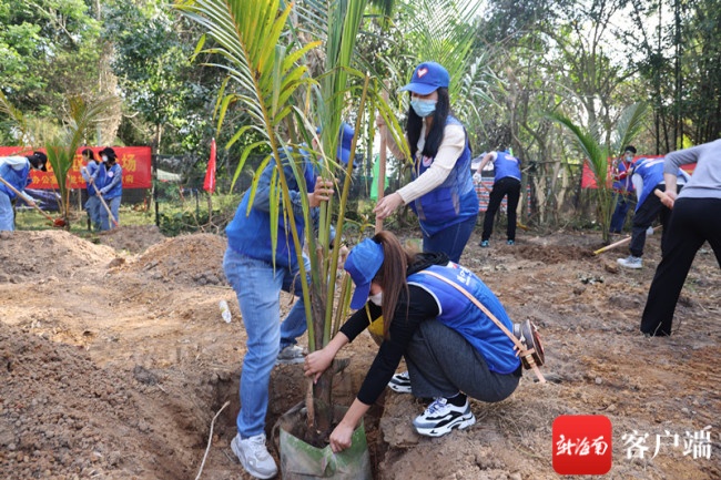 海南林业部门举办植树活动 种植油茶5400株绿化面积约60亩