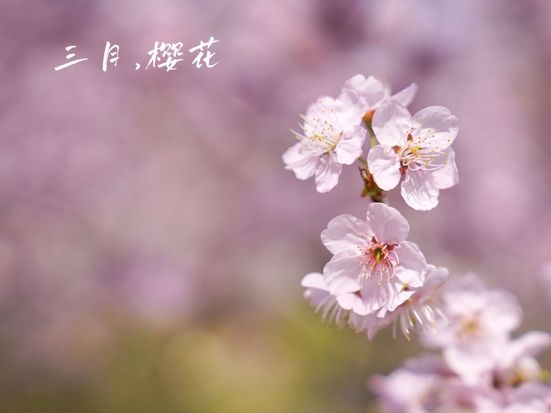 【地评线】东湖音评：樱开花正好，相逢又一春
