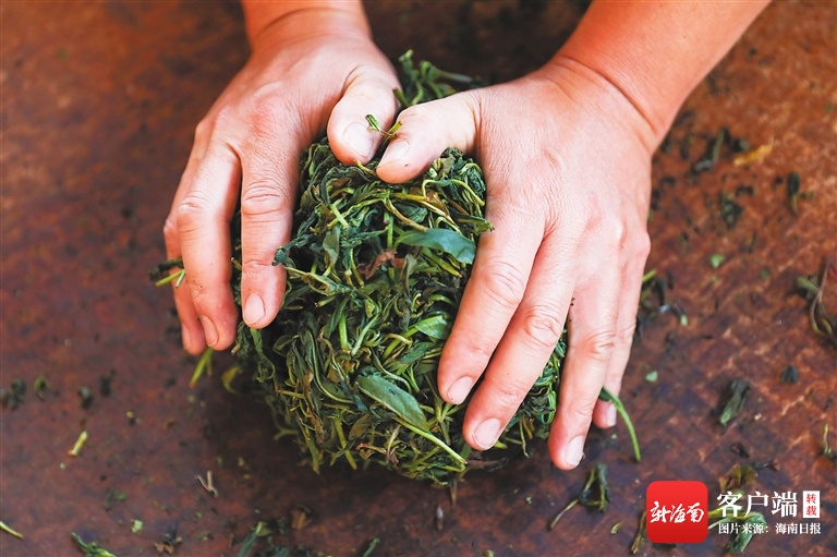 海南周刊 | 从一片茶叶看千年茶文化