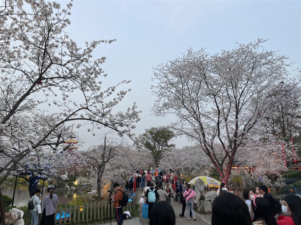 花期持续至4月初——武汉东湖樱花园进入盛花期