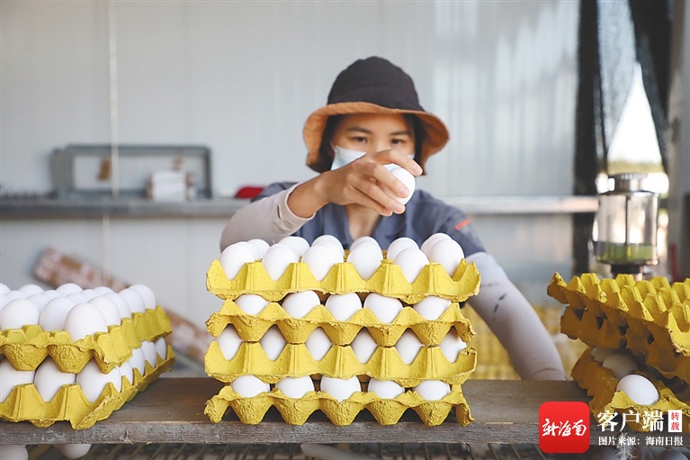 一枚鸡蛋的“快乐”诀窍 白沙引进优质农企发展特色产业助农增收
