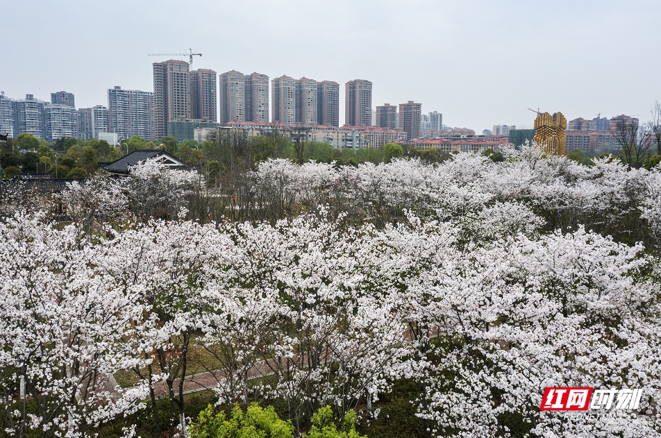 永州东安
：500亩樱花盛开春意浓