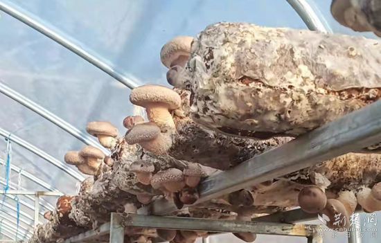 每天冒出1000斤鲜香菇，英山一菇农急盼销路