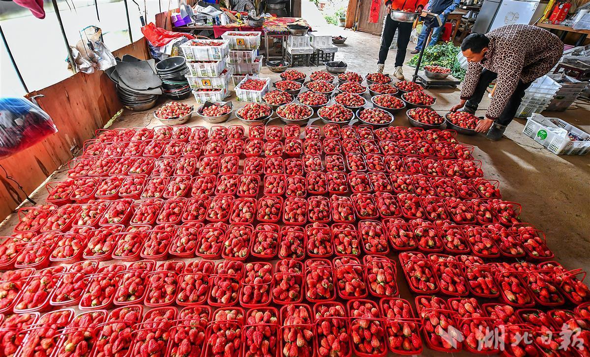 武汉本地草莓大量上市