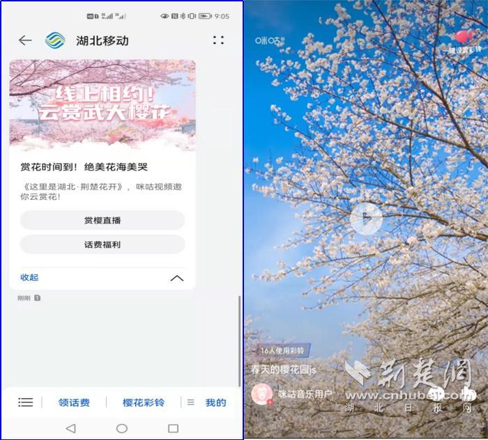 湖北移动推送5G消息樱花专刊 带用户“隔空赏花”