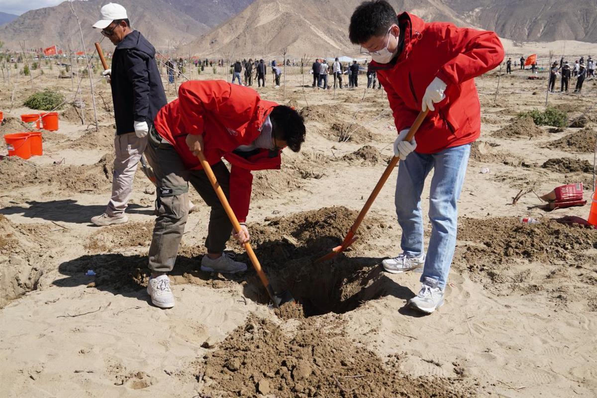 为生态西藏建设“添砖加瓦”——湖北大学研究生赴藏支教团参加义务植树活动