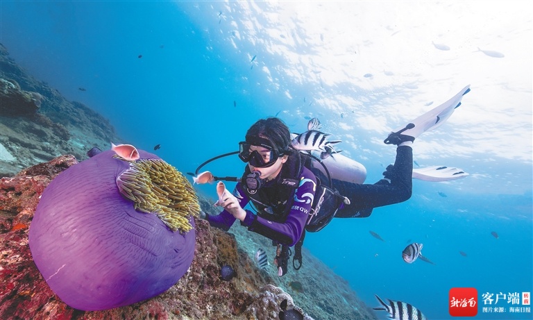 经5年多修复 三亚蜈支洲岛海域珊瑚覆盖率增长超一倍