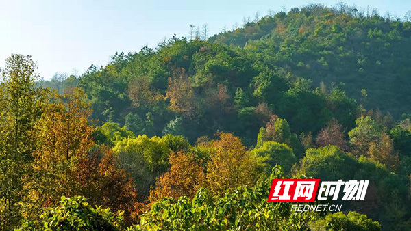 绿水青山就是百姓的“幸福靠山”——衡山县大力推进林长制工作侧记