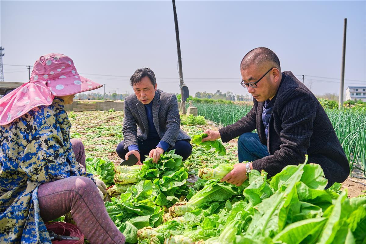 农技人员田间地头指导蔬菜生产 保证新洲日供1400吨蔬菜
