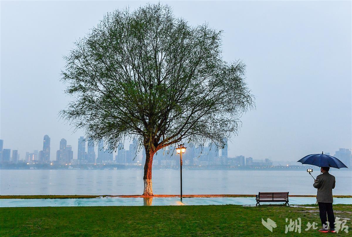 武昌江滩的一棵网红树 降温降雨也挡不了游人来打卡