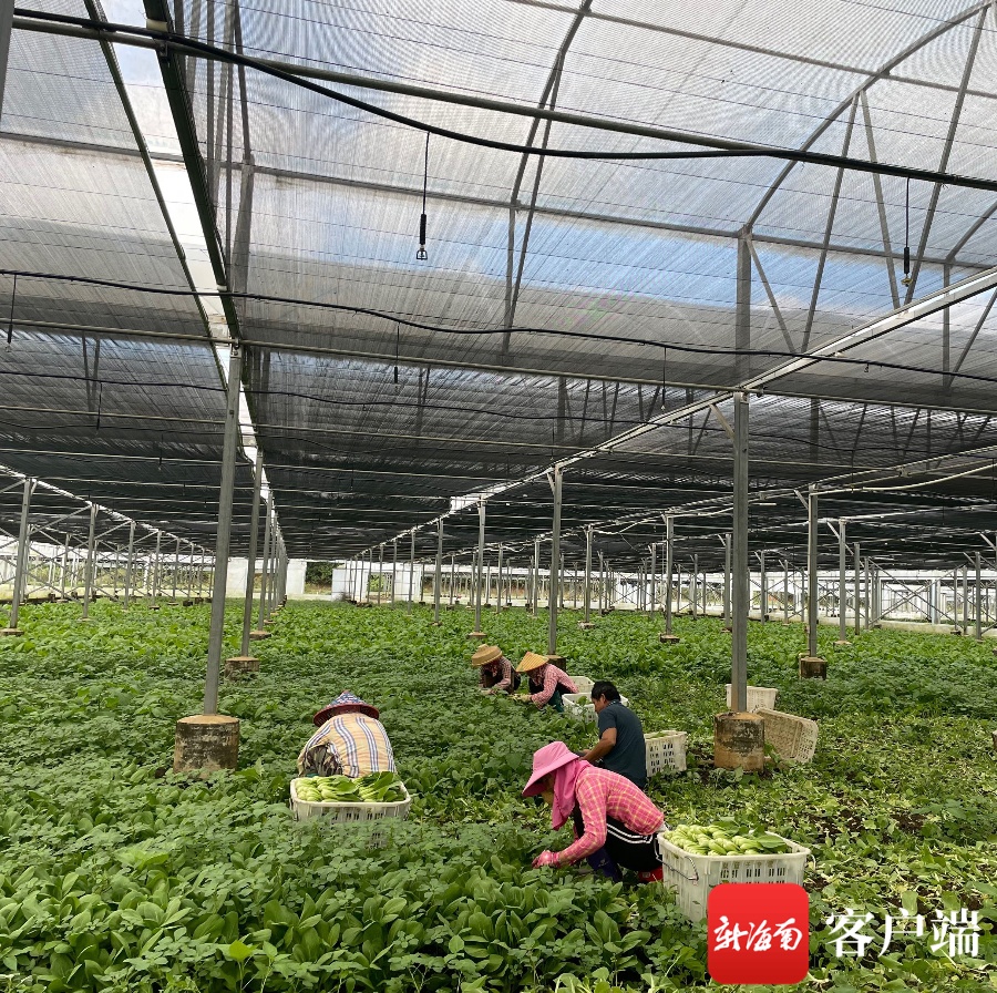 海口市菜篮子产业集团储备3000吨蔬菜保障市场供应
