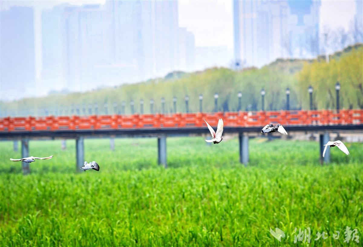 汉口江滩成武汉市中心城区鸟类重要栖息地