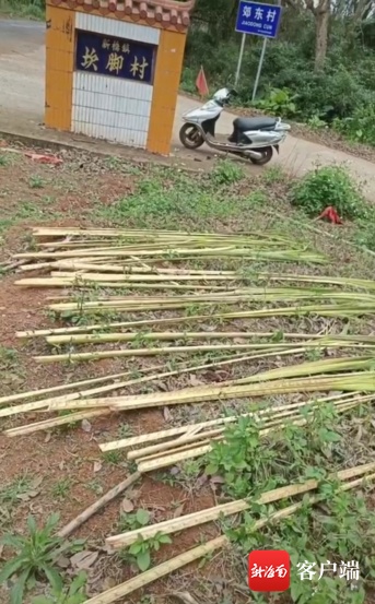 文昌一村民家几十棵椰子树遭毒手挖芯