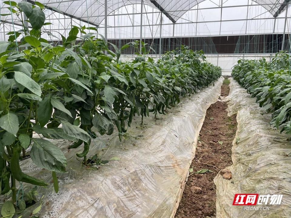 石鼓区蔬菜产业基地足量储备 确保雁城“菜篮子”供应