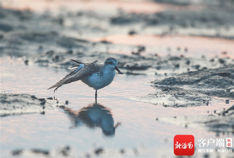 极危鸟类勺嘴鹬在儋州湾安全越冬