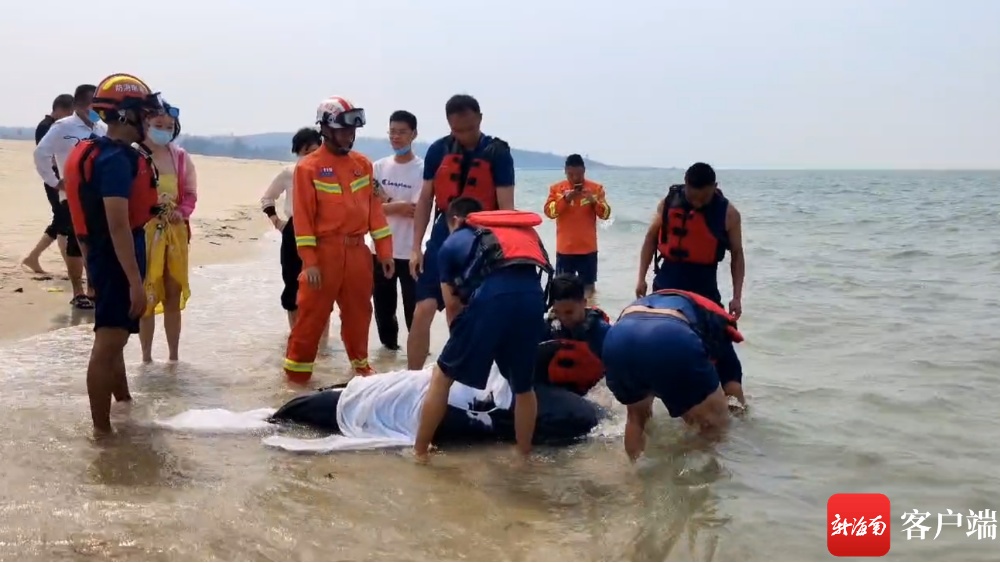 瓶鼻海豚搁浅昌江一海滩 多人参与救援