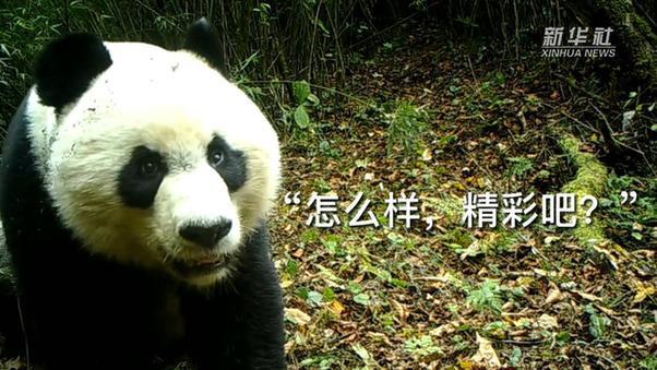 新华全媒+｜大熊猫母子嬉戏、金丝猴温情拥抱……快来围观野生动物那些出镜“名场面”