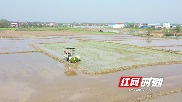 衡阳县：早稻开始插秧了 农机成为“主力军”