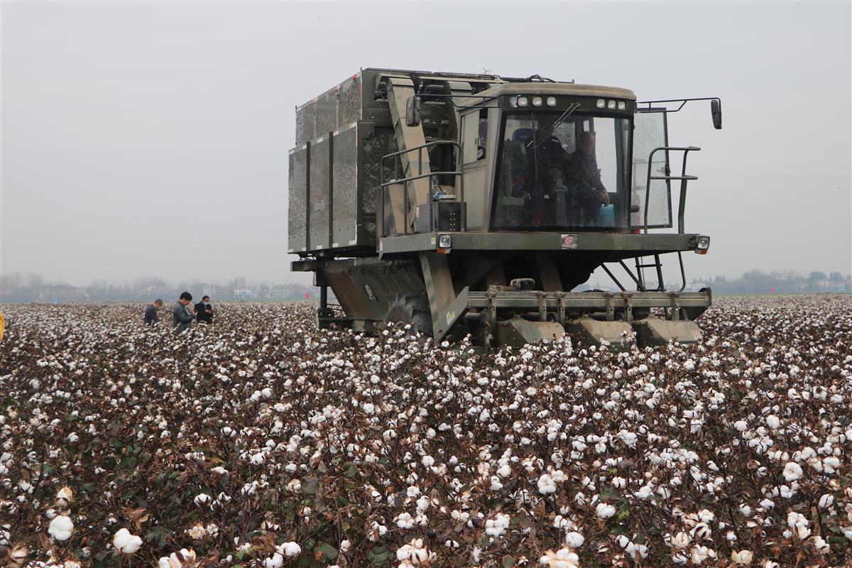 籽棉亩产500斤以上！湖北机采棉规范化栽培技术获农业农村部推介