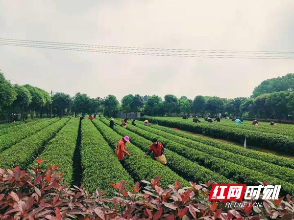 湘乡市：点“绿”成金，小茶叶撬起大振兴