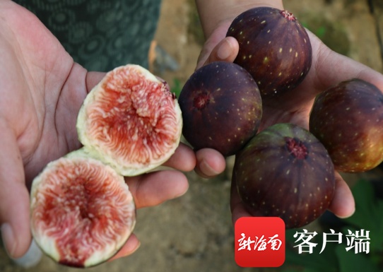 乐东“紫钻”无花果种植技术实验成功 进入商业推广转化