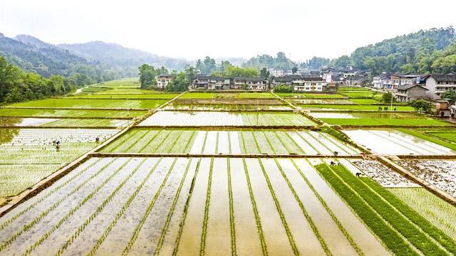 国家级！达州市大竹县被认定为国家级水稻制种大县