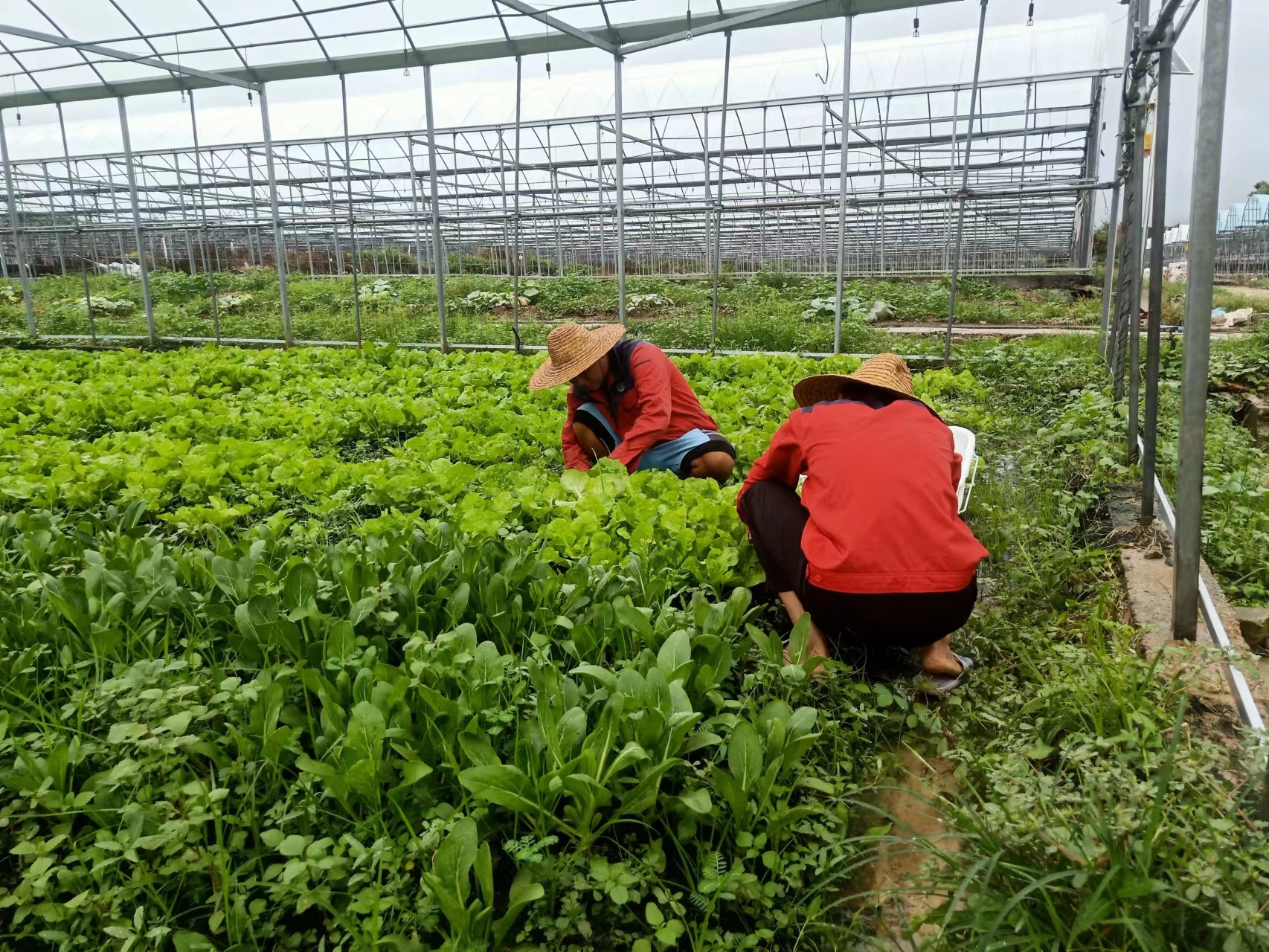 三亚多举措保障常年蔬菜生产复产 全力保障蔬菜供应