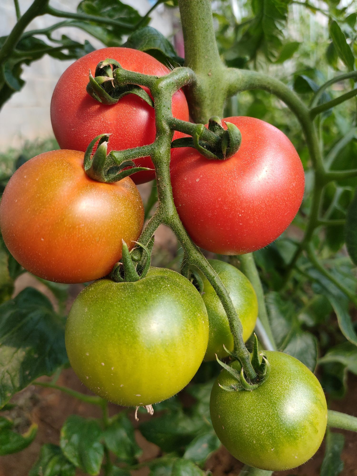 番茄春季采后管理工作很重要 专家给您提出指导意见