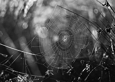 蜘蛛织网——严谨缜密事方成