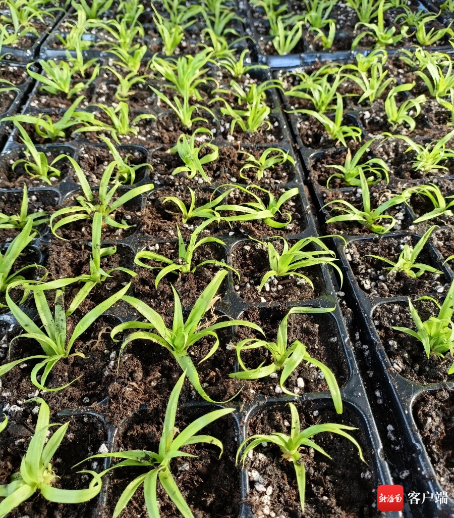 三亚全年集约化育苗再获新订单 25万株菠萝苗开始繁育