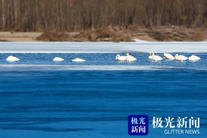 中国最冷小镇呼中冰河迎来贵客白天鹅
