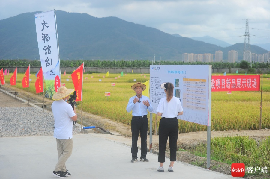 晓峰近距离丨水稻研究员通过直播向全国网友展示南繁150余个水稻新品种