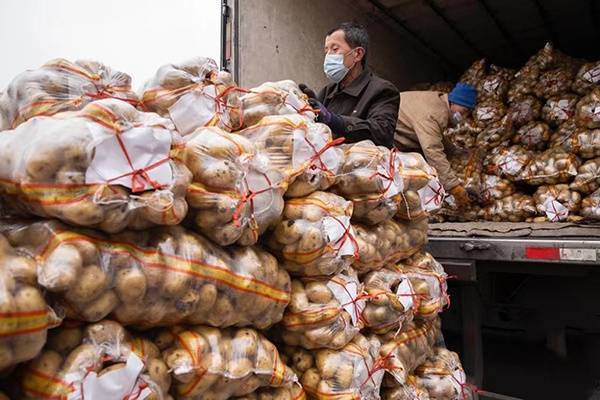 增至平时一倍！哈尔滨 润恒批发市场蔬果日交易量达到1200吨至1400吨 保障市民“菜篮子”