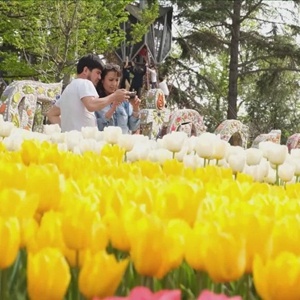 全球连线｜“云赏花”！一起来看伊斯坦布尔的郁金香节